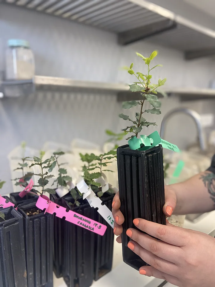 Análisis de planta de vivero micorrizada con especies del género Tuber