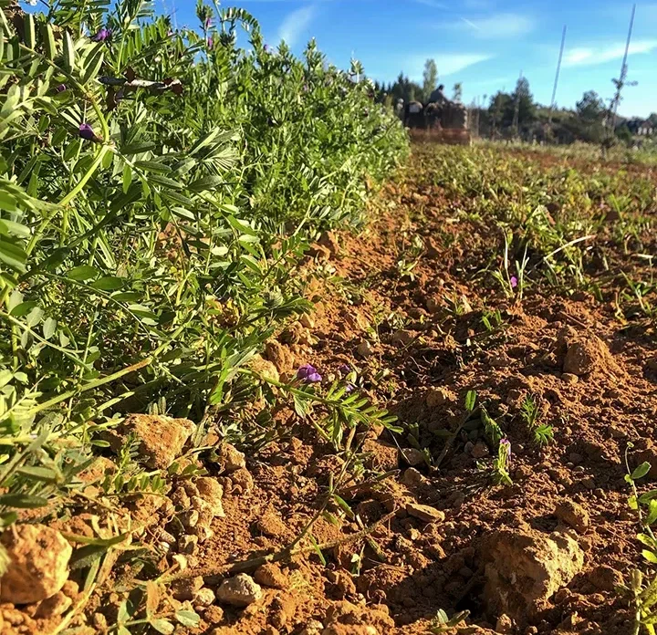 Estudios de cubiertas vegetales