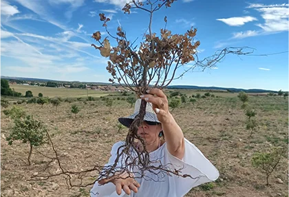 Mejora de plantaciones truferas