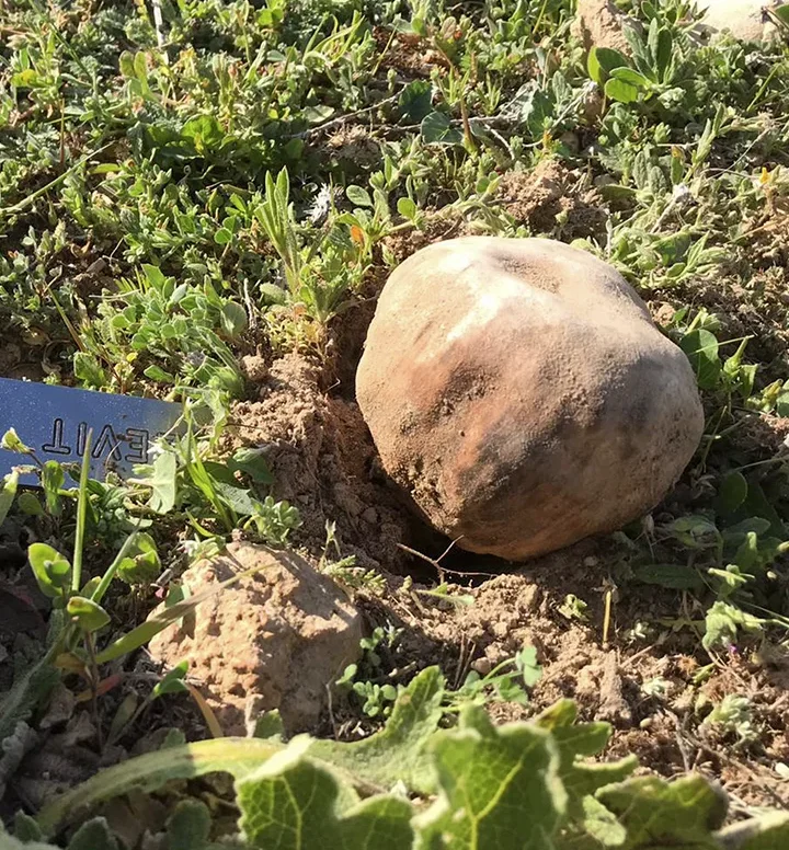 Caracterización de turmeras silvestres de trufa del desierto (Terfezia claveryi) y ensayos en plantaciones
